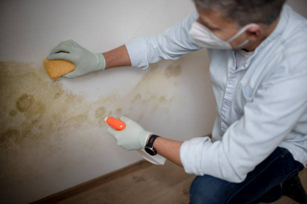 Best Mold Remediation  in Center Point, IA