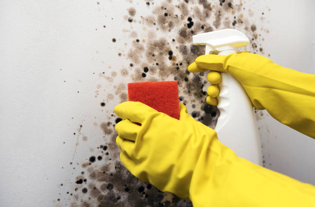 Best Mold Cleaning Services  in Center Point, IA