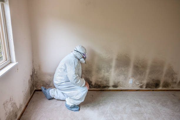 Best Mold Remediation Experts  in Center Point, IA