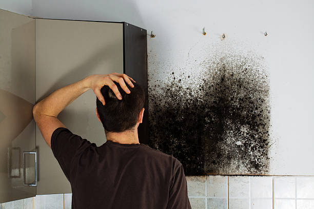 Best Certified Mold Removal  in Center Point, IA
